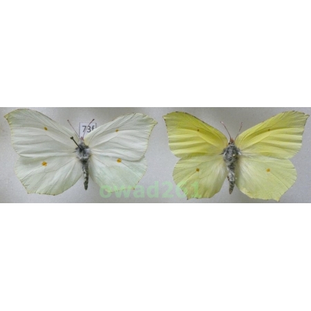 Gonepteryx rhamni (Linnaeus, 1758) pair Poland73f